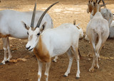 Herd of antelopes of Sahara Oryx