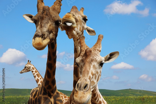 Fototapeta Naklejka Na Ścianę i Meble -  Portrait of giraffes against the blue sky
