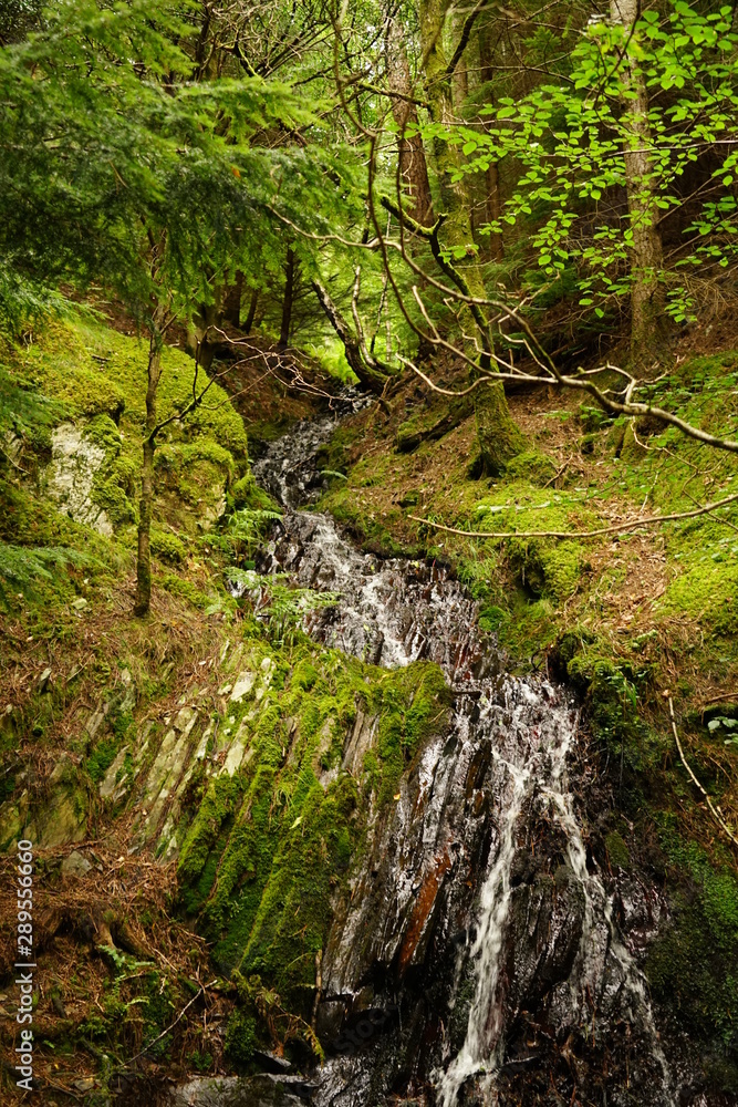 Small Forest Waterfall