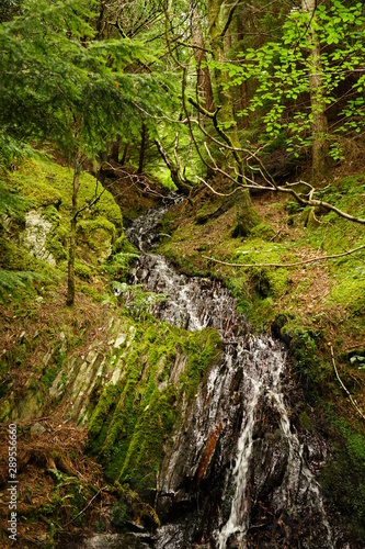 Small Forest Waterfall