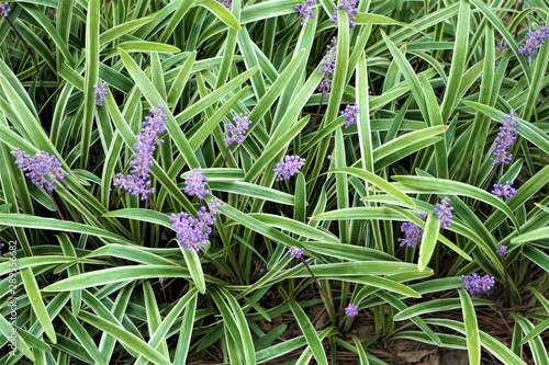 Liriope muscari or lily turf flower growing up in the garden, top view  background texture, summer in Ga USA photo