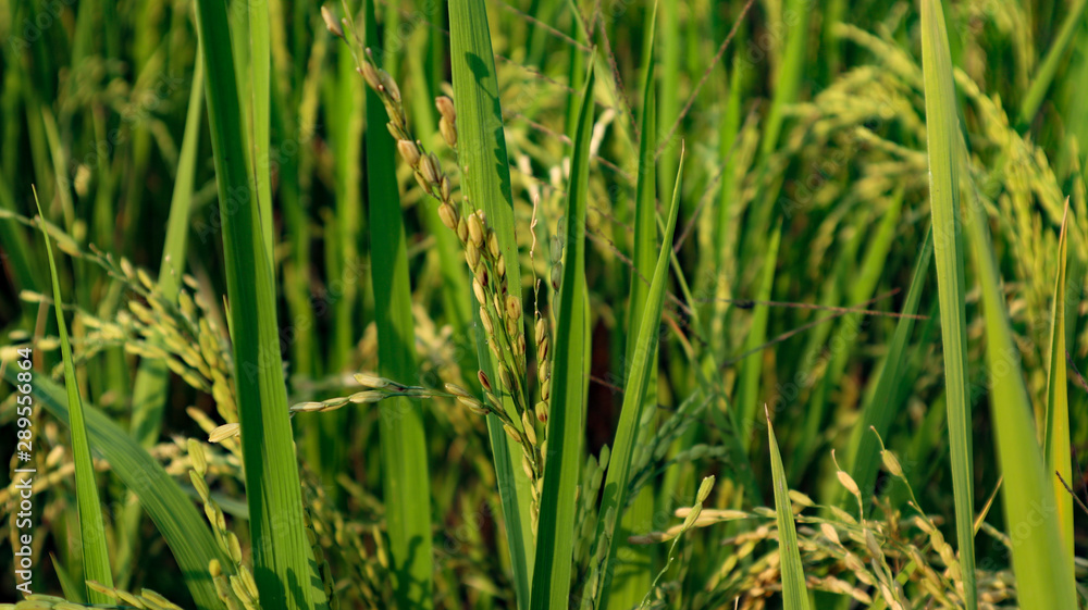 Rice field views in the village Rice field views in the village
