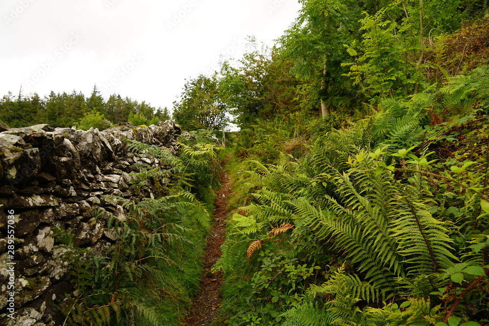 Fototapeta premium Stone Wall Along a Pastoral Hiking Trail
