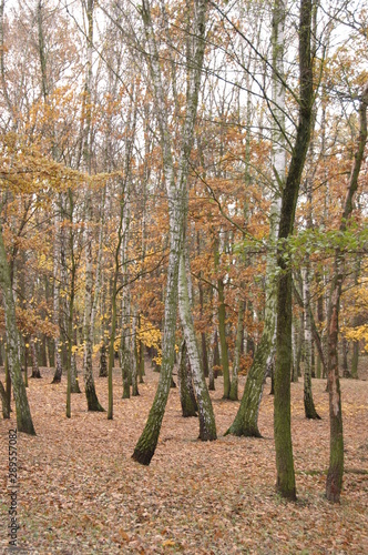 Forest in autumn with yellow leaves