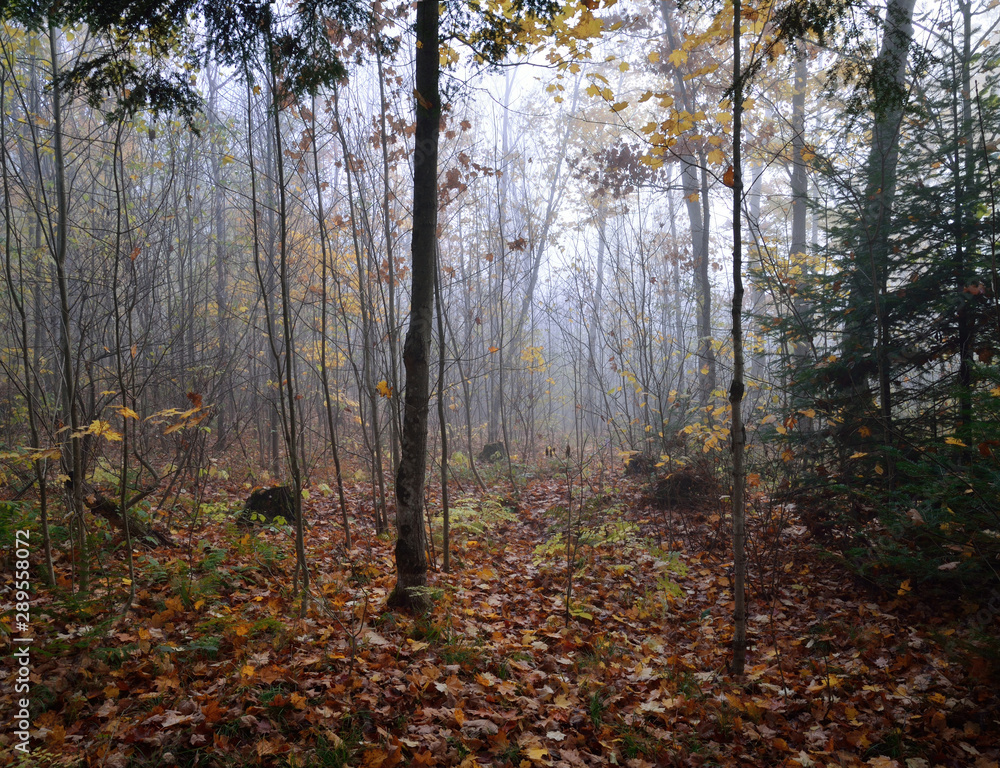 Fototapeta premium Las w świetle wczesnego poranka