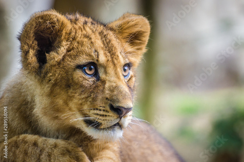 portrait of a lion