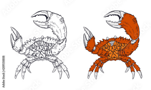 crab vector illustration with outline vintage