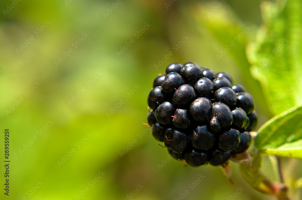 Macro of a fresh blackberries on the vine, fruits in organic garden, sunny summer day, green background Macro of a fresh blackberries on the vine, fruits in organic garden, sunny summer day, green background
