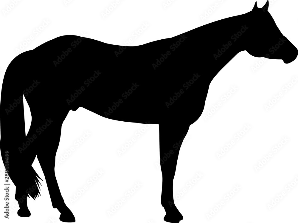 American Quarter Horse Vector Silhouette Stock Vector Adobe Stock