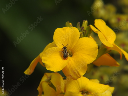 fleur