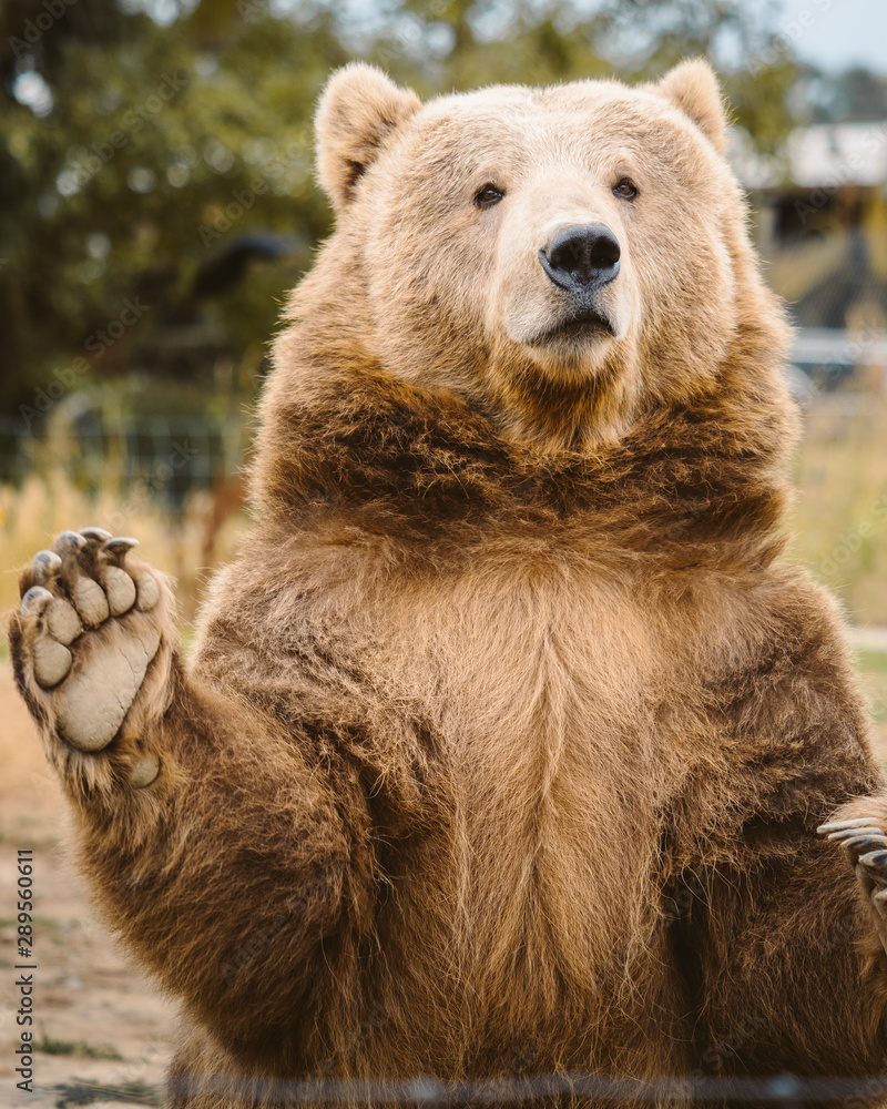 Grizzly Grizzly