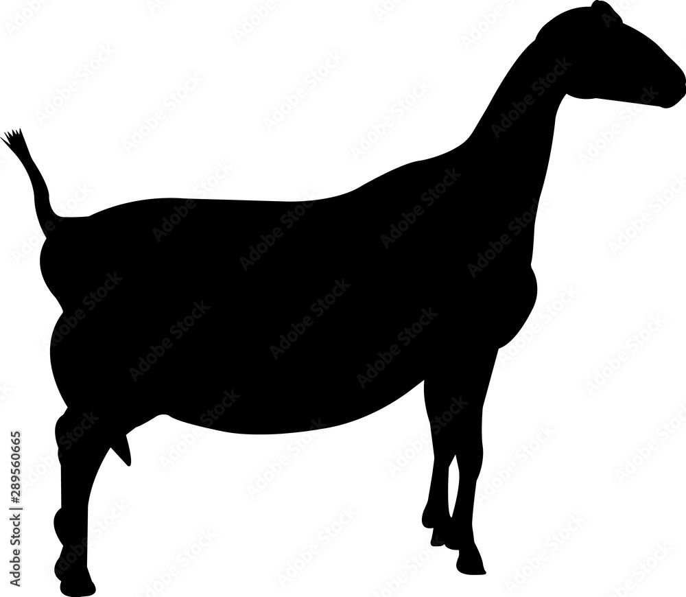 La Mancha goat Vector Silhouette Stock Vector Adobe Stock