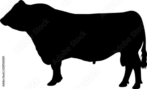 Red Angus Cow Vector Silhouette