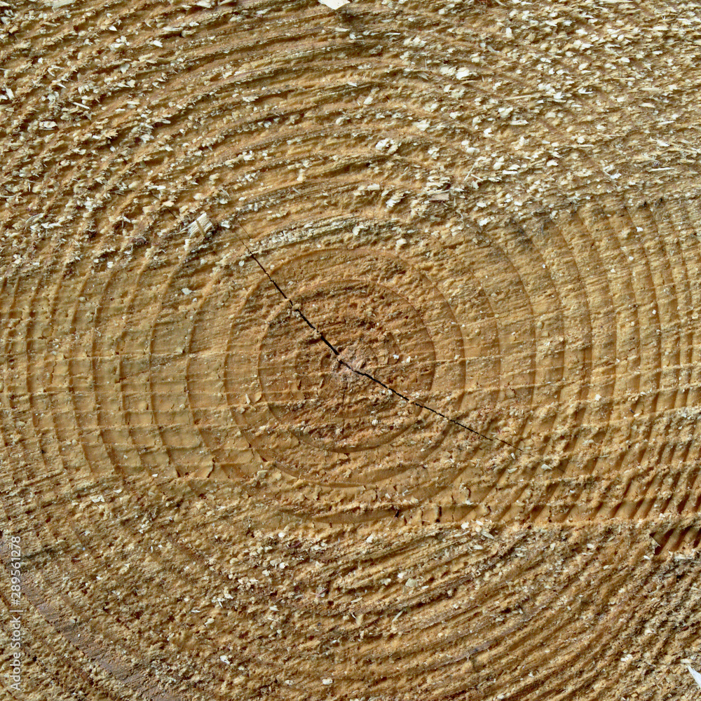 Fototapeta premium Centered light wood texture background