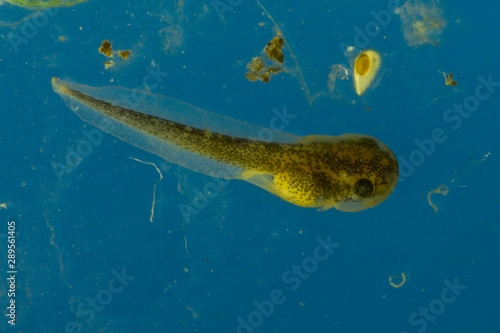 Gray Tree Frog (Hyla versicolor), tadpole photo