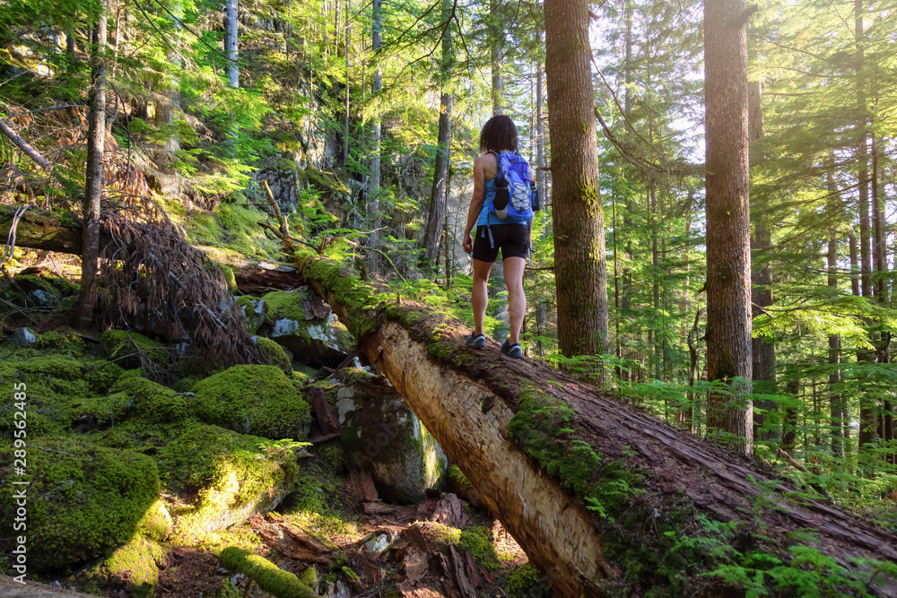 Adventurous Woman hiking on a fallen tree in a beautiful green forest during a sunny summer evening. Taken in Squamish, North of Vancouver, British Columbia, Canada.