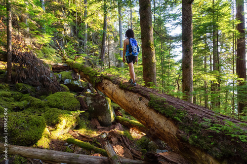 Adventurous Woman hiking on a fallen tree in a beautiful green forest during a sunny summer evening. Taken in Squamish, North of Vancouver, British Columbia, Canada.