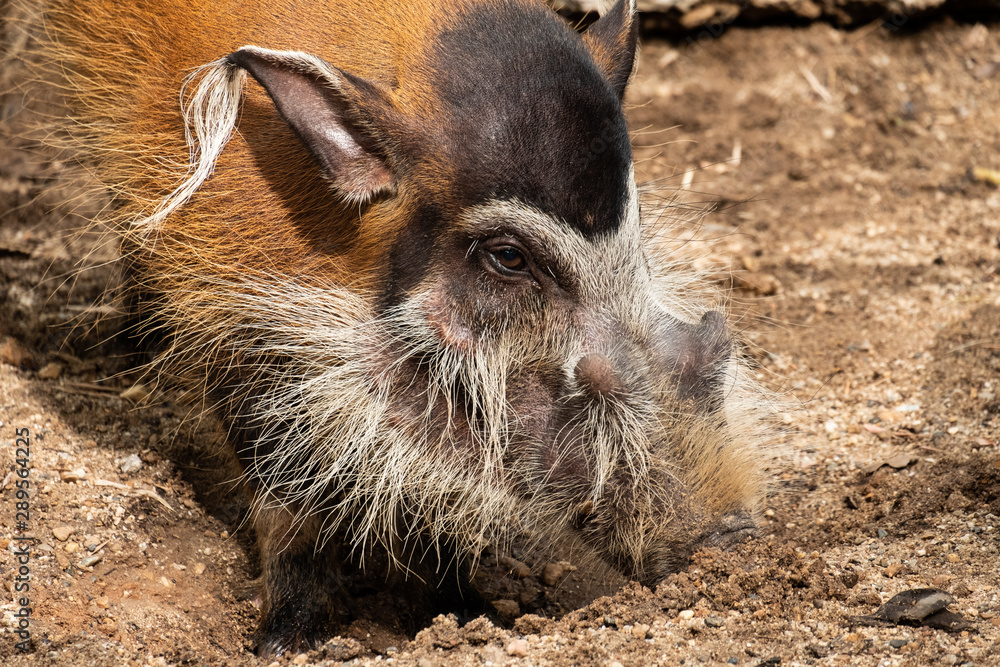 red river hog