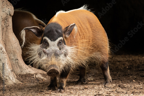 red river hog photo