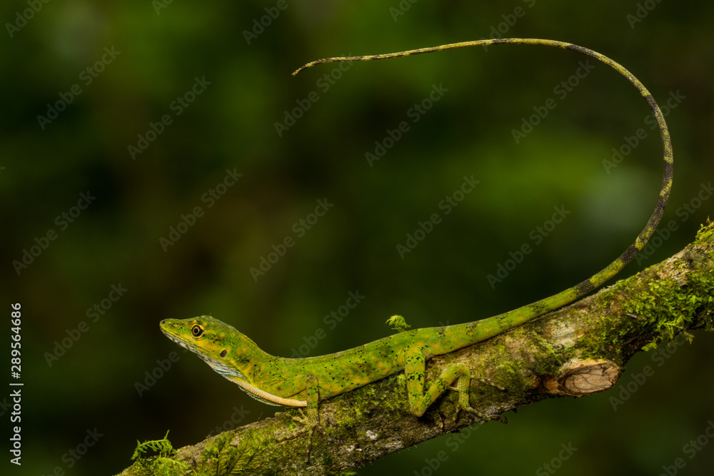 Obraz premium Gem Anole (Anolis gema)