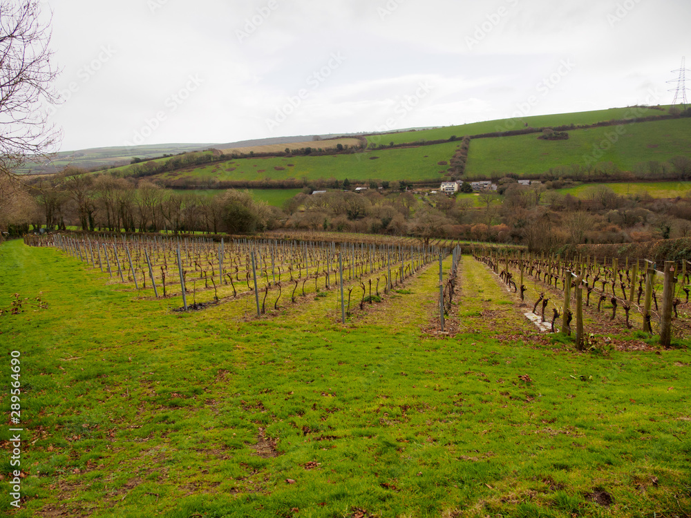 Wide angle view of grapevines planted along the slopes of a hill overlooking Nanstallon on a cloudy, rainy day. Bodmin, England. Travel and Cornish Winemaking.