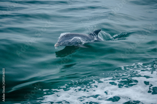 Dolphin jumping out of the water in Biscayne Bay, Florida USA