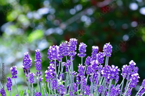 Lavenders  -  blossoms  in the garden with bokeh