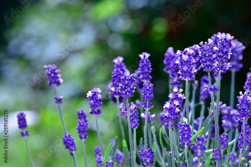 Many lavenders  -  blossoms  in the garden with copy space