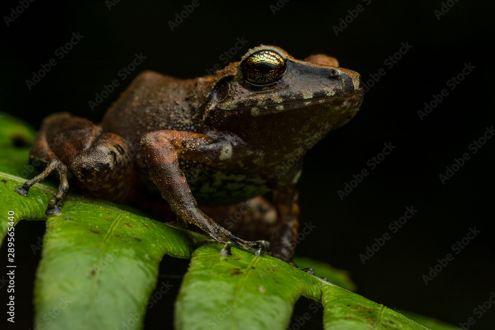 Pastures Rainfrog (Pristimantis achatinus) Pastures Rainfrog (Pristimantis achatinus)