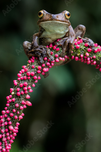 Rusty Tree Frog (Hypsiboas boans) photo