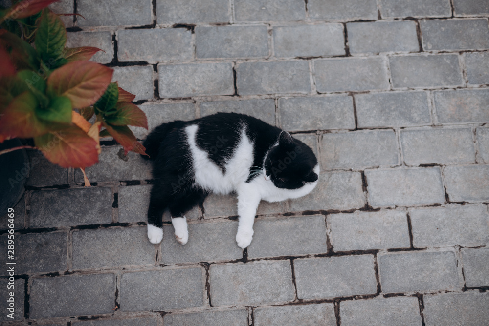 black and white cat lying on the pavement tiles