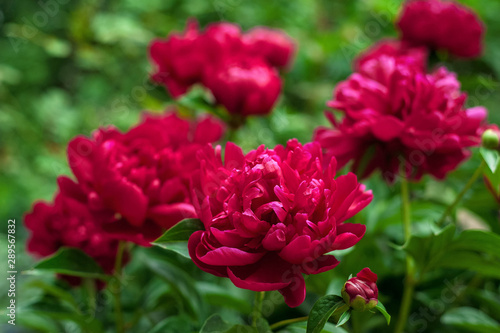 Red peonies in the garden. Blooming red peony. Closeup of beautiful red Peonie flower. © Viktoria