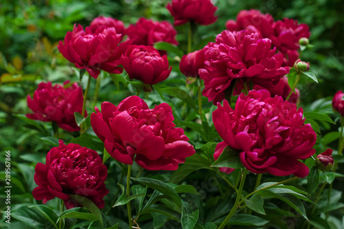 Red peonies in the garden. Blooming red peony. Closeup of beautiful red Peonie flower.
