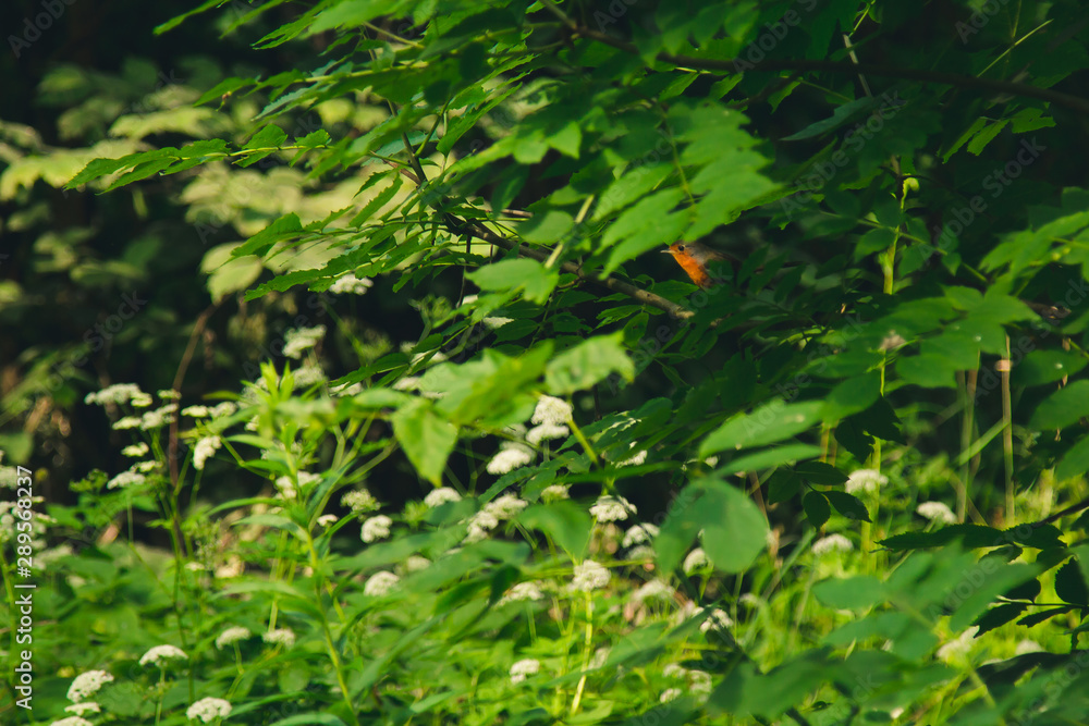 a small bird sits on a branch in dense thickets. forest plants in the summer. wildlife landscape a small bird sits on a branch in dense thickets. forest plants in the summer. wildlife landscape
