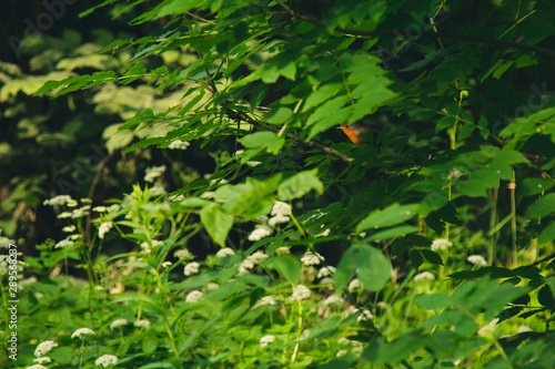 a small bird sits on a branch in dense thickets. forest plants in the summer. wildlife landscape
