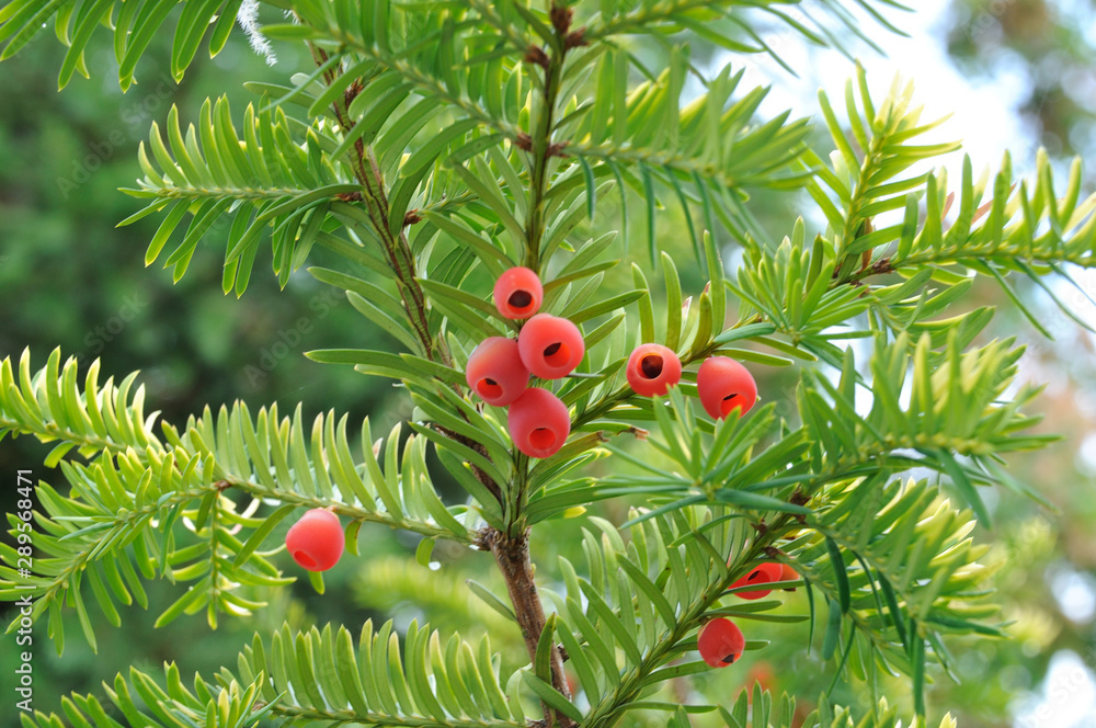 yew berry fruits on a natural bush against a blue sky