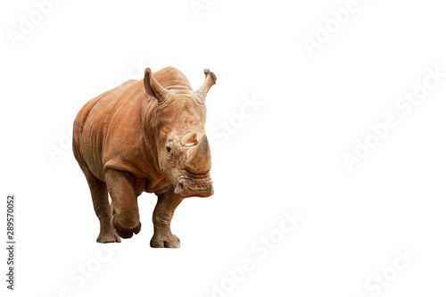 Rhino isolated on white background with clipping path.