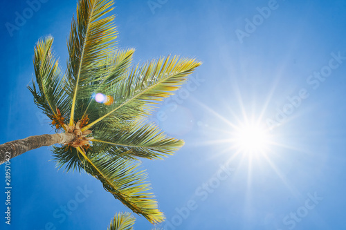 branch of a tree against blue sky © SHOTPRIME STUDIO