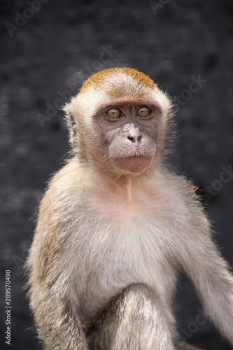 Close-up portrait of a monkey. Monkey sitting and looking at the camera on the street of Thailand