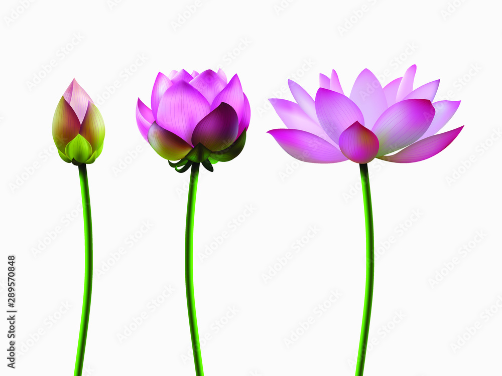 A set of lotus blossoms, stages of bud opening, a beautiful flower