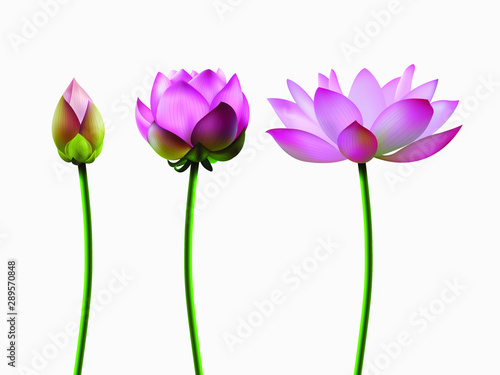 A set of lotus blossoms, stages of bud opening, a beautiful flower, an aquatic plant. 3D design. Vector illustration. EPS10