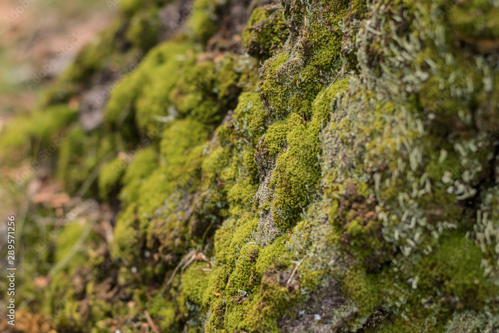 Beautiful green cover made of delicate forest moss Beautiful green cover made of delicate forest moss