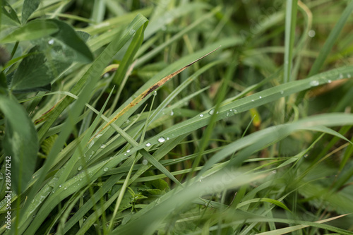 Morning drops of dew on the grass