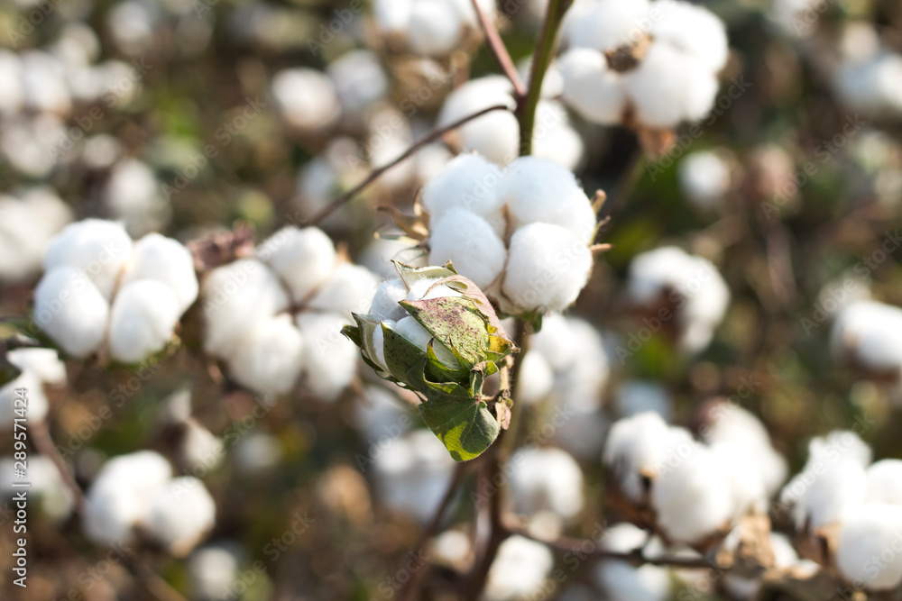 Cotton fields ready for harvesting Cotton fields ready for harvesting