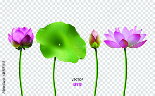 Set of vector images of lotus, water flower, pink lotus. 3D effect. EPS10