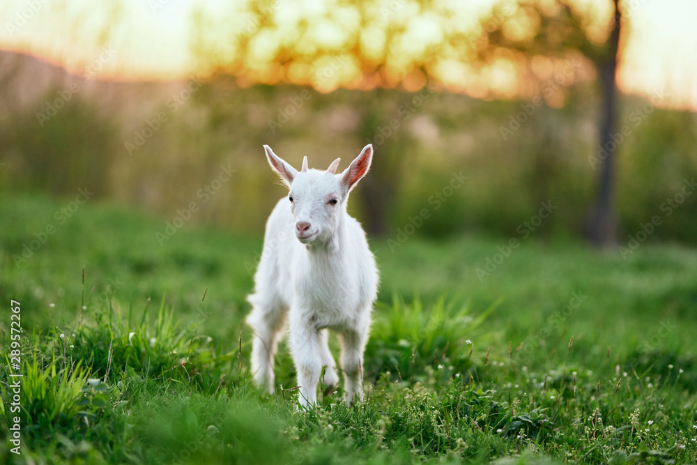 Fototapeta premium goat on green grass
