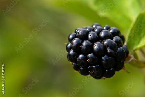 Macro of a fresh blackberries on the vine, fruits in organic garden, sunny summer day, green background