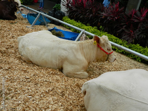 Paisaje naturaleza parque botes y animales