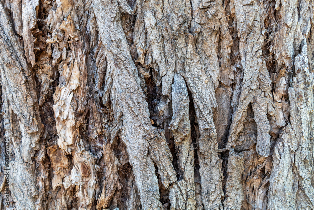 Closeup Tree Bark Texture For Background or Overlay Closeup Tree Bark Texture For Background or Overlay