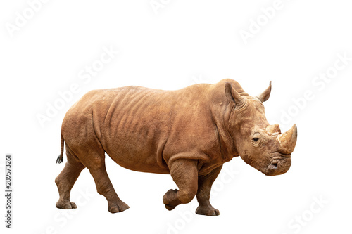 Rhino isolated on white background with clipping path.